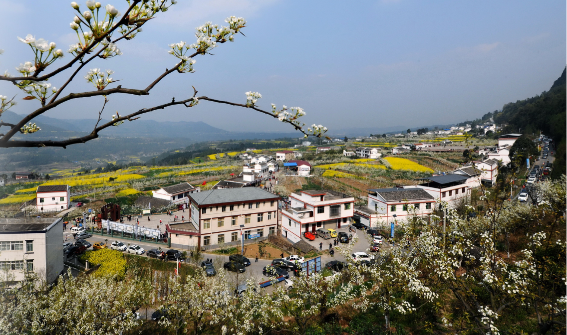 "每年三四月份,四川省苍溪县云峰镇狮岭村里,总有不少来自五湖四海的