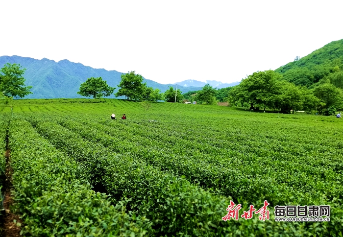 的文县碧口镇马家山村和水蒿坪村,置身翠绿惬意的大山,体验茶园风光