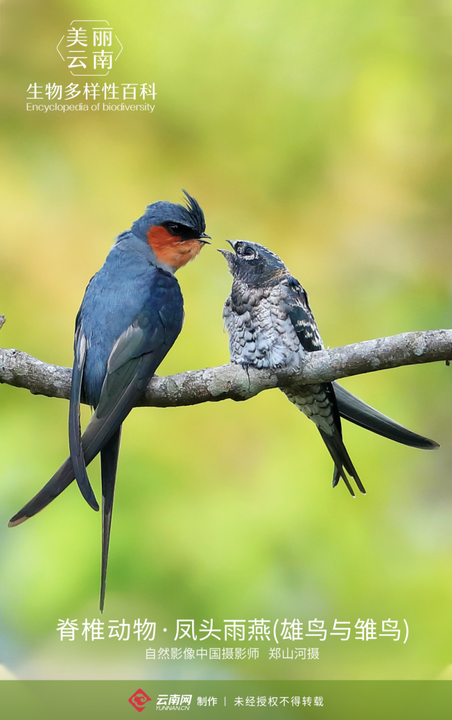 脊椎动物·凤头雨燕:鸟类中的模范"父母"