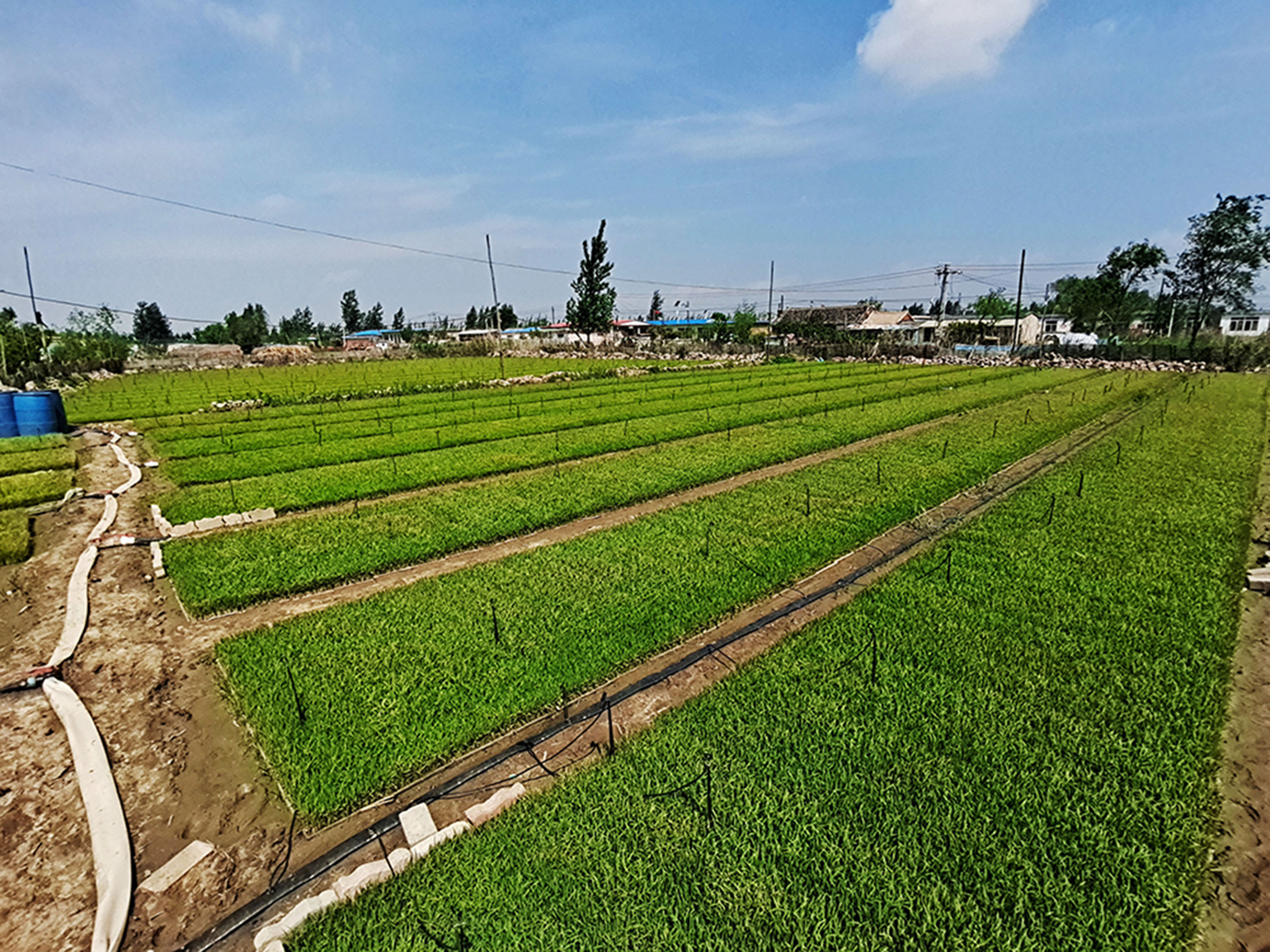 大棚集中育苗(摄影:刘人萍)田间地头美景如画.