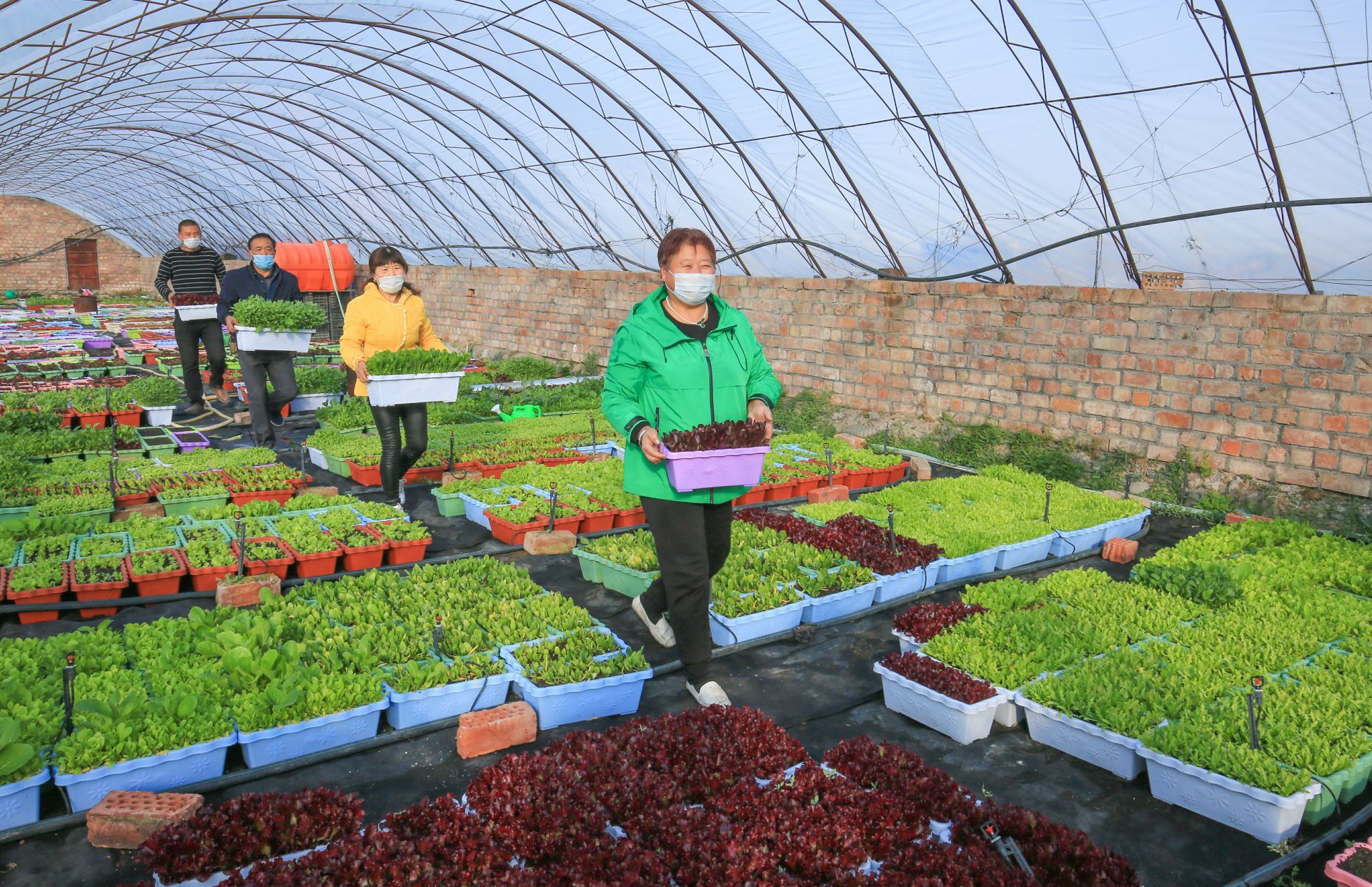 呼图壁县依托区位优势,打造高标准蔬菜大棚种植基地,有效带动农民就业