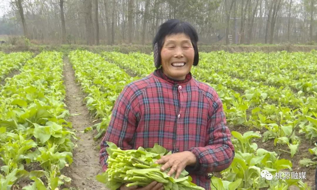 农民丰收丨湖南桃源:三张笑脸讲述白鳞洲的幸福生活