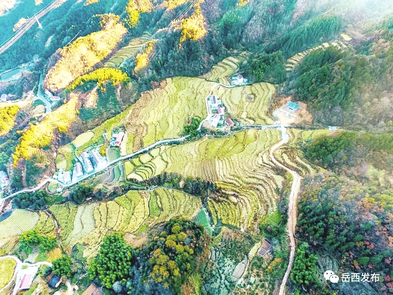 岳西县主簿镇大歇村植被茂盛,风景如画. 岳宣 摄