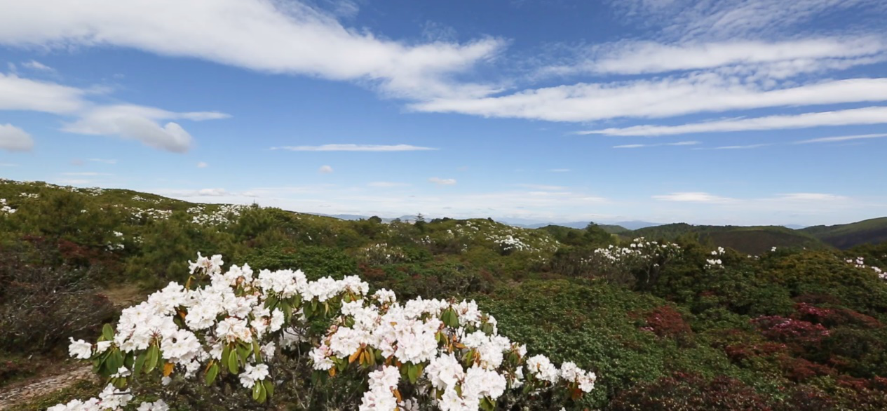 每日名胜|四川格萨拉生态旅游区