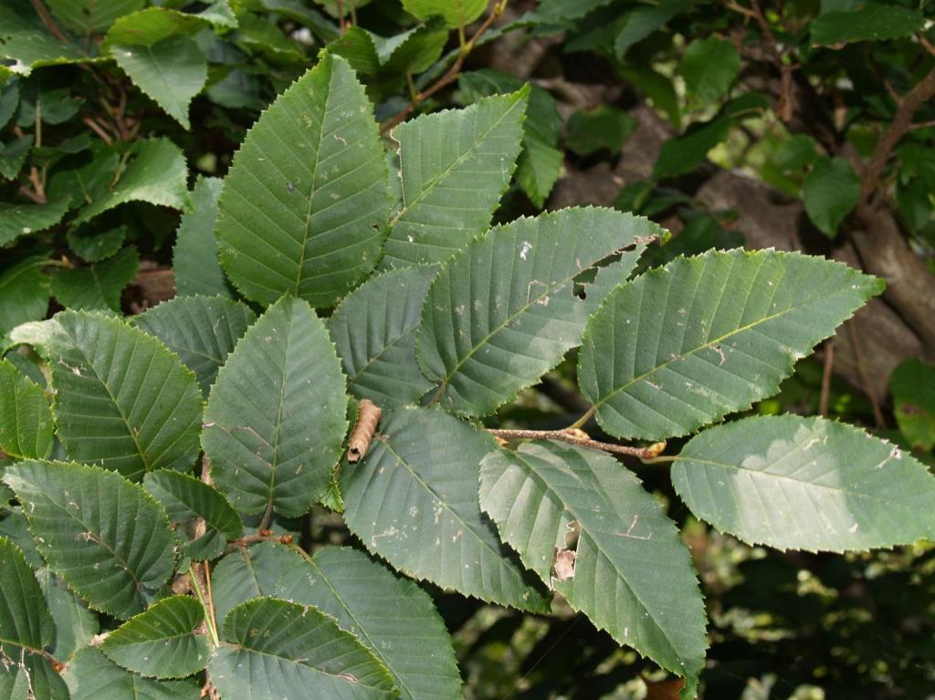 天目铁木对研究植物区系和铁木属系统分类,以及物种保存等均具有重要