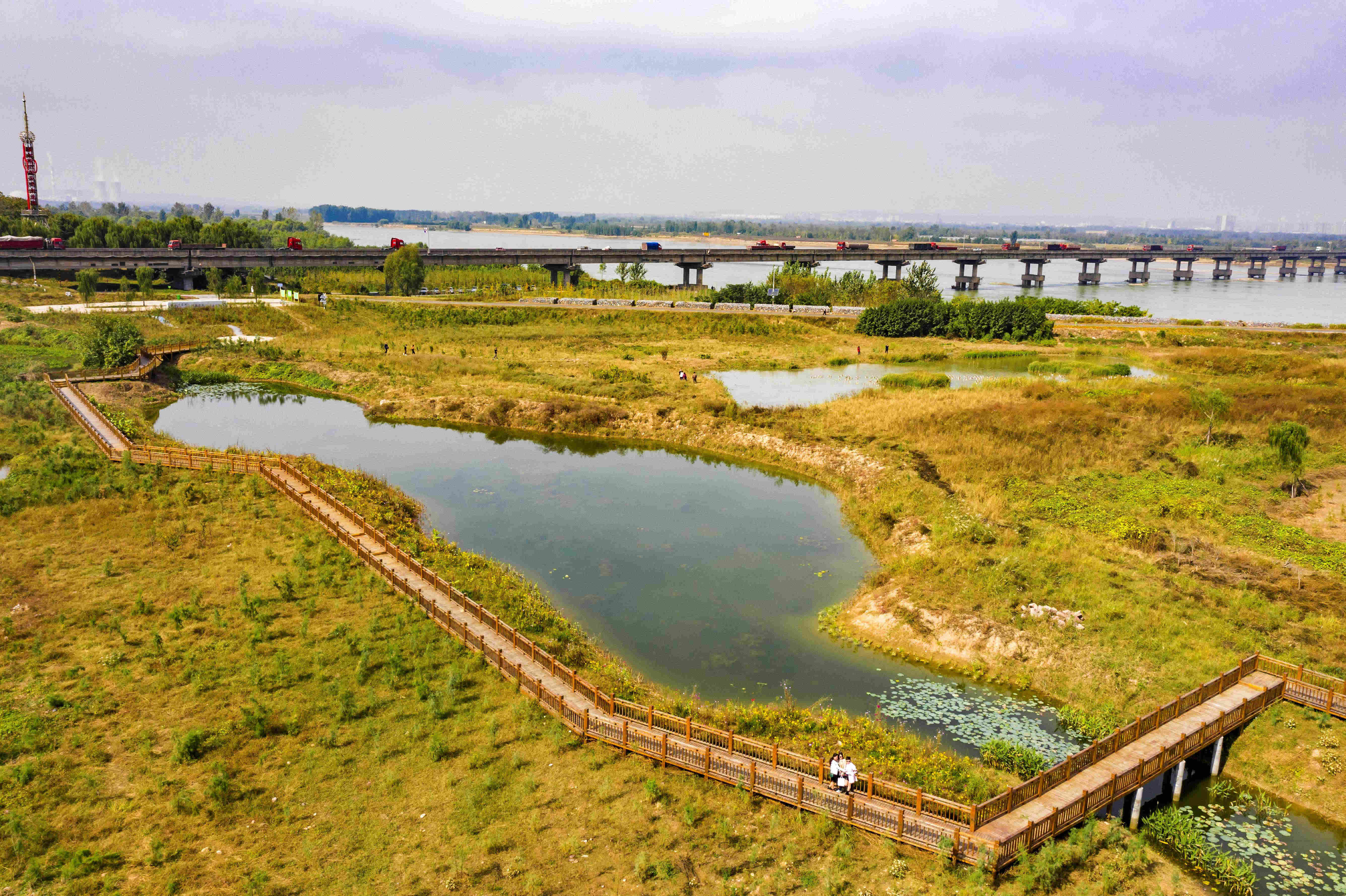 学习强国:河南孟津:黄河岸边生态好 湿地公园秋色美