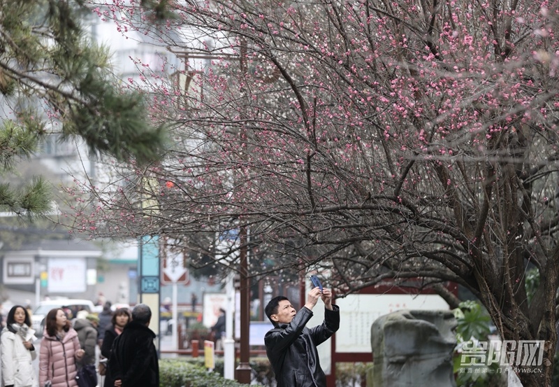 贵阳| 梅花绽放 暗香浮动