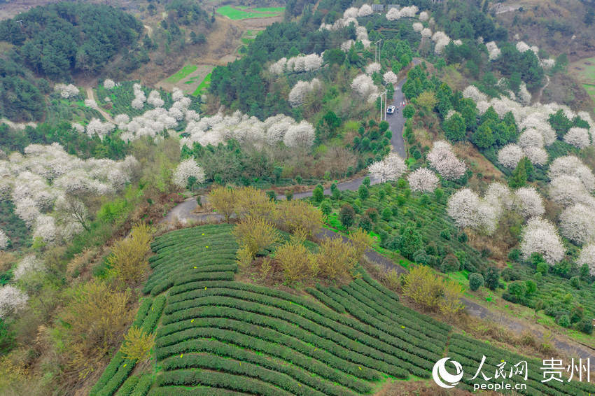 贵阳花溪久安 煤山变茶山 绿了山岭富了山村