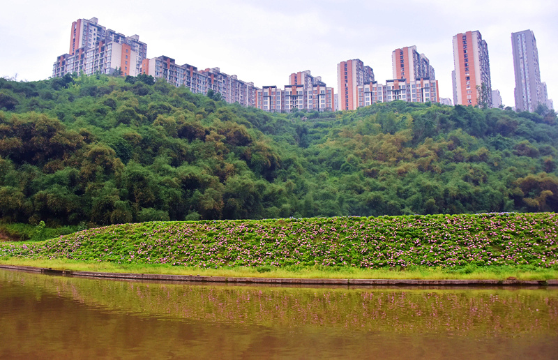 重庆涪陵:绣球花开成海