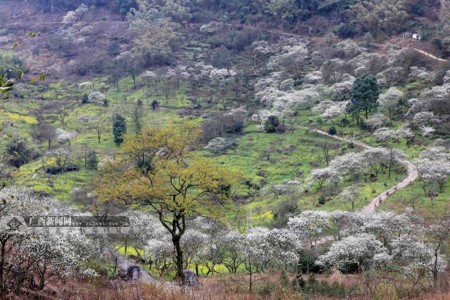 被李花淹没的柳州市融安县东起乡崖脚村铜板屯,一派世外桃源景象.