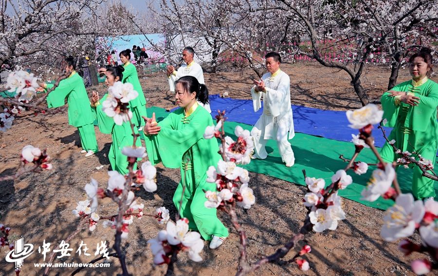 淮北黄里杏花节图片