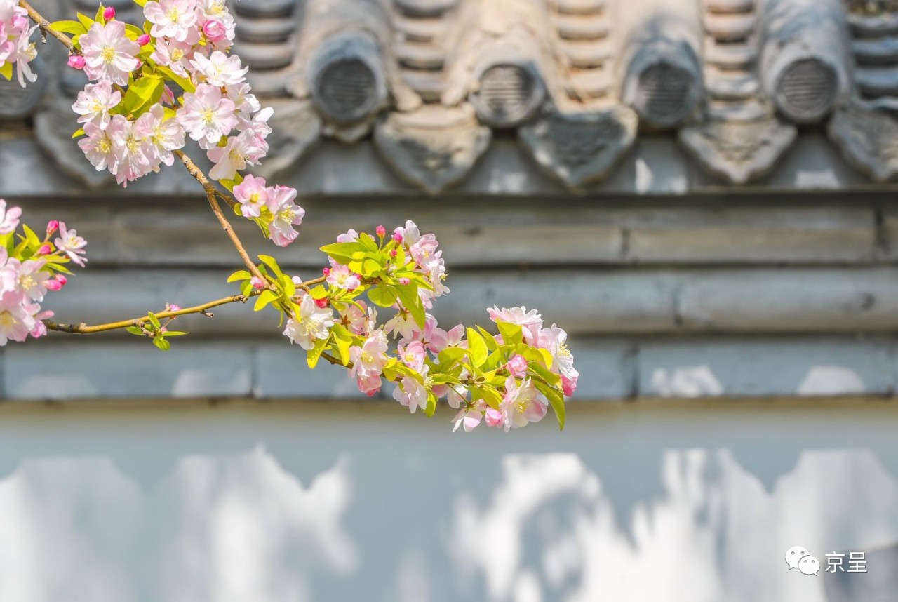 北京街边四月开花的树图片