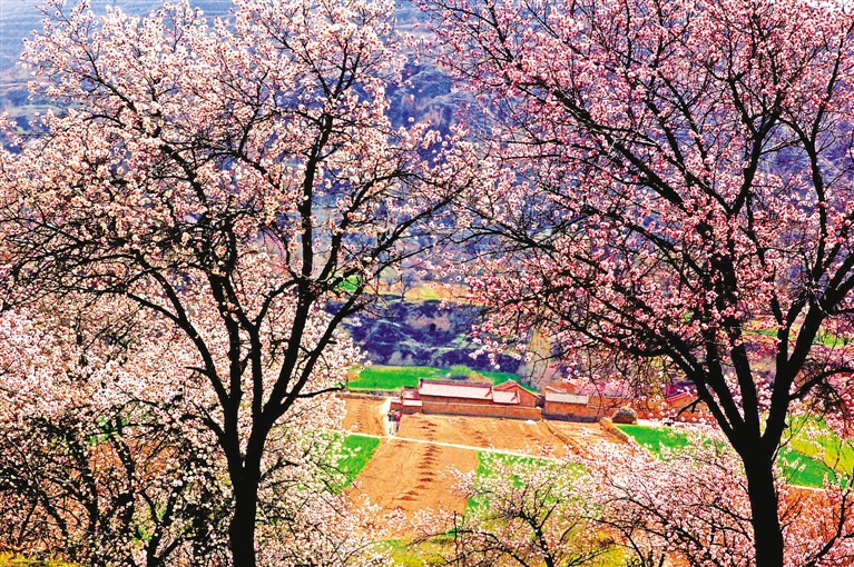 寧夏梯田花海魅力彭陽