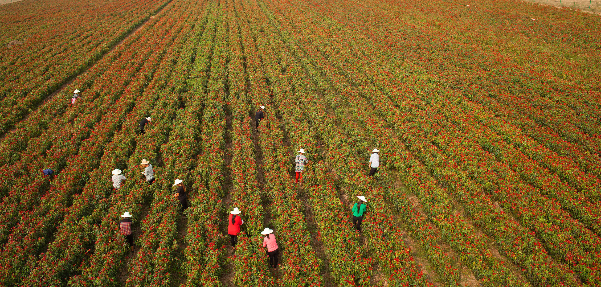 辣椒说起乡村的美丽和文明,河南省商丘市柘城县牛城乡草帽王村是一个