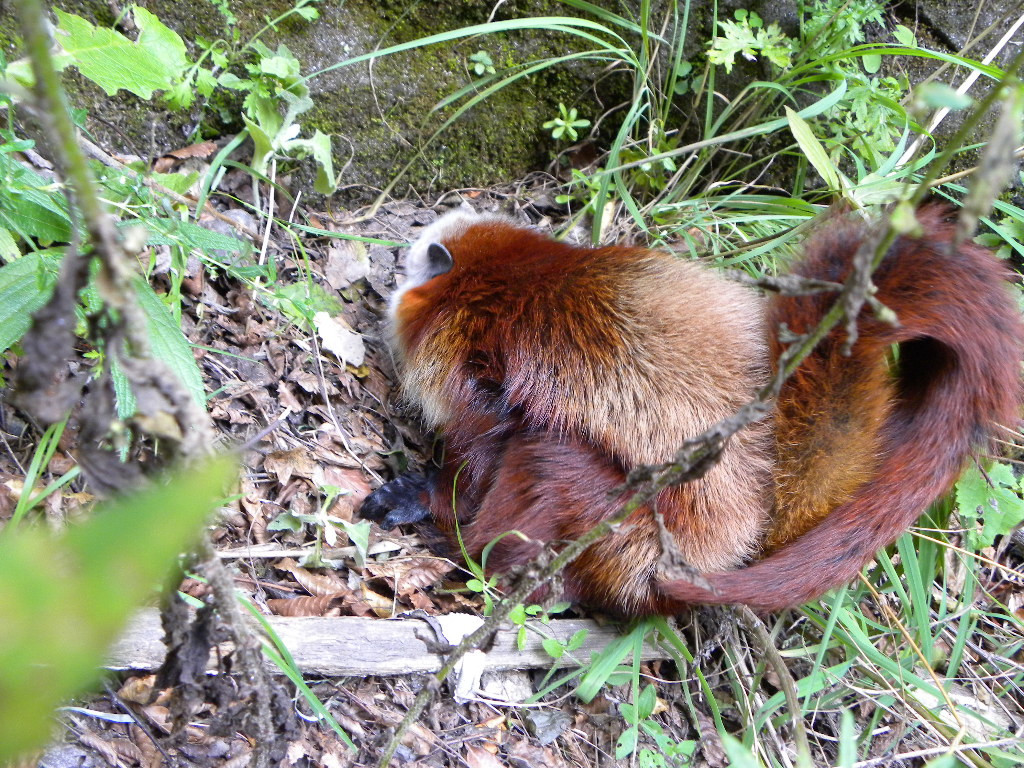 像寒号鸟这样对生存条件相对苛刻的动物才重现"江湖".