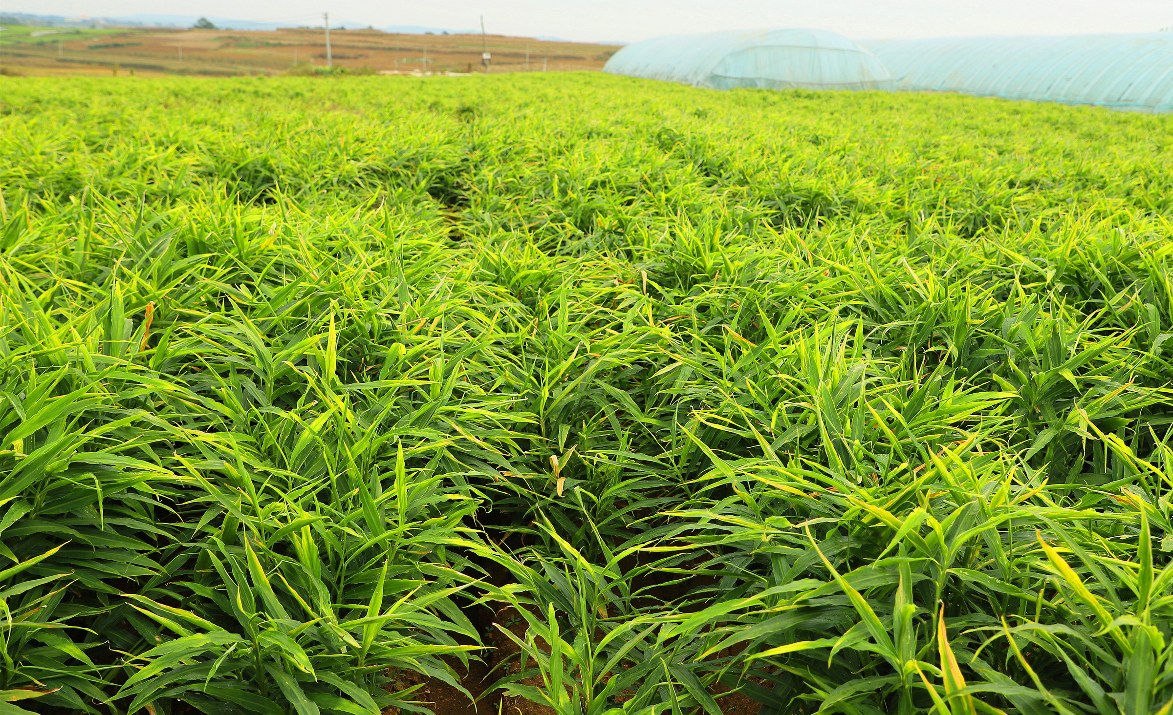 庆丰收辽宁庄河生姜收获季姜农乐开怀