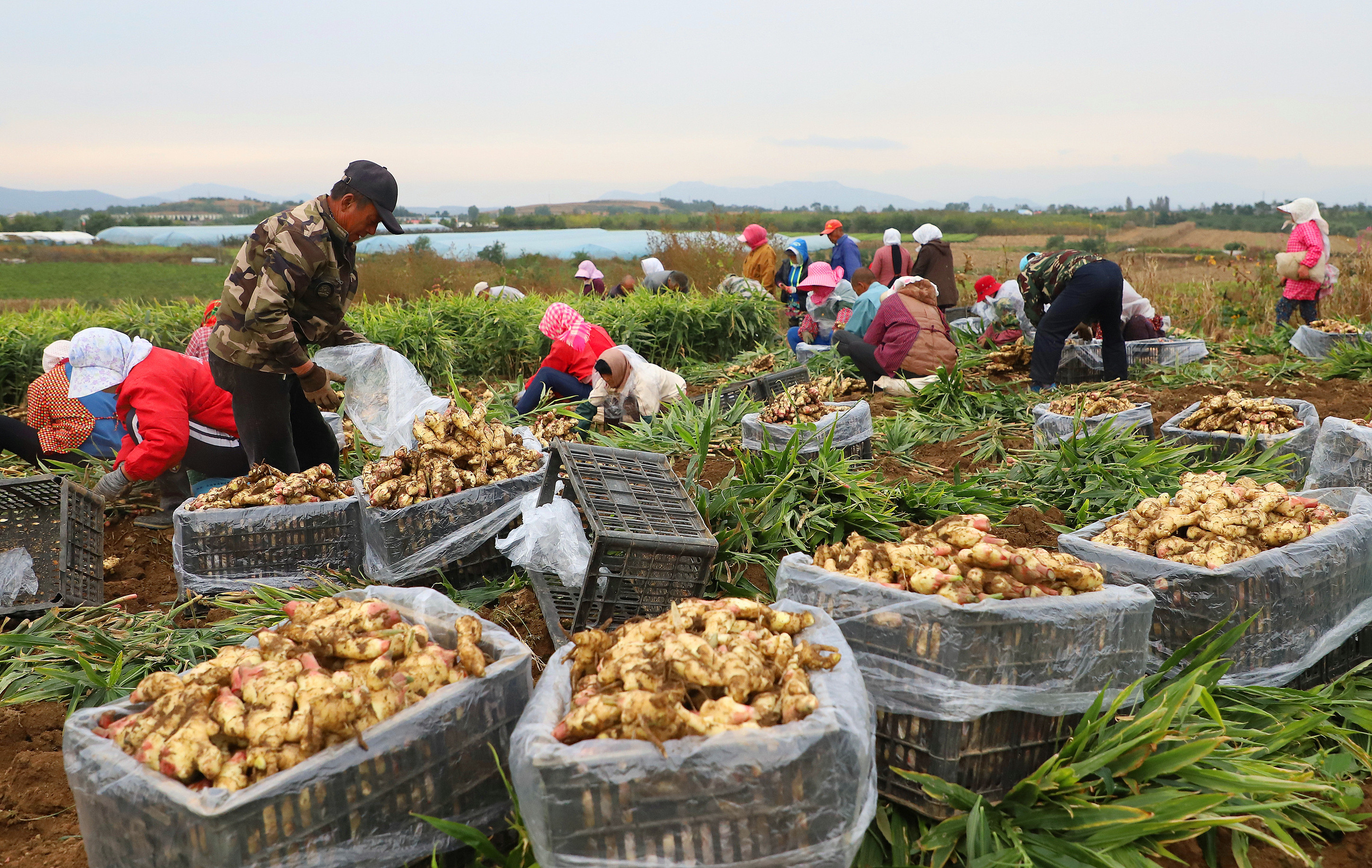 庆丰收辽宁庄河生姜收获季姜农乐开怀