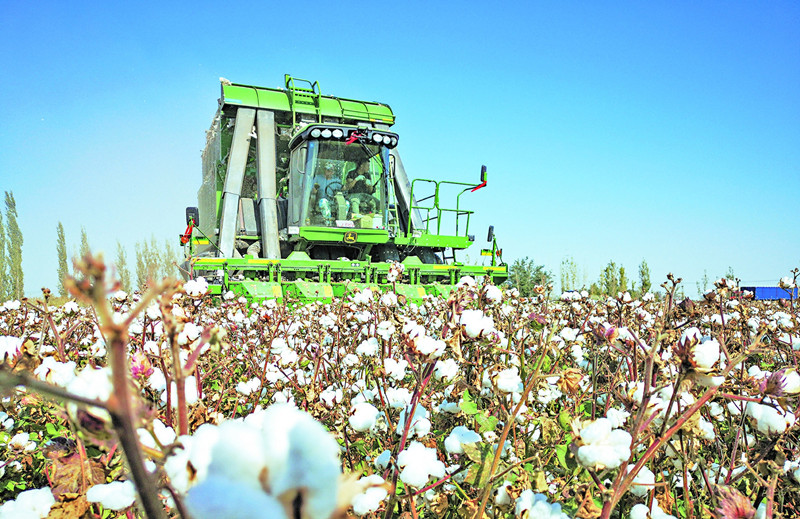 铁牛高效下巨蛋新疆昌吉机采棉花创新高