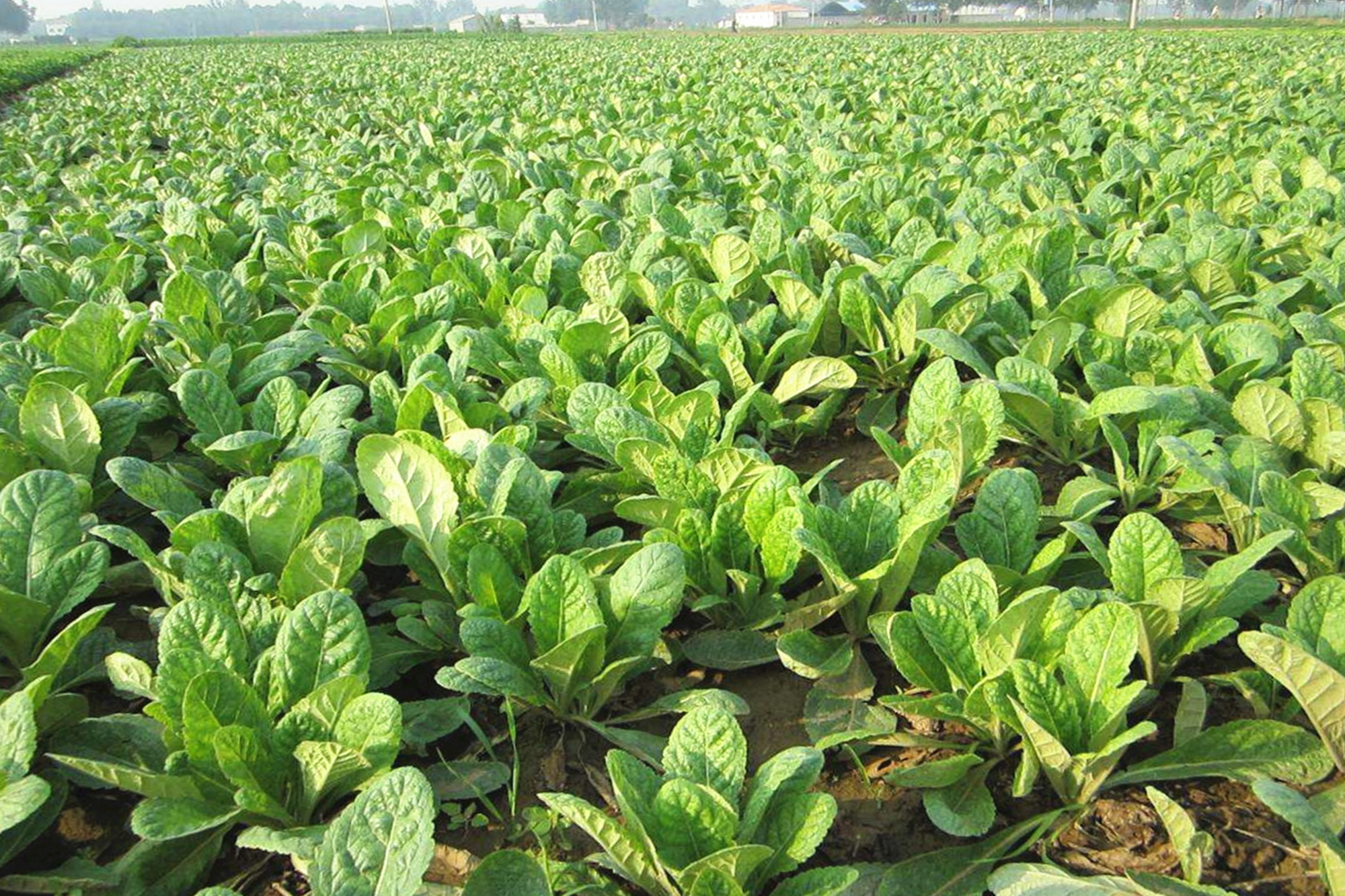 河南尉氏南曹乡:中药材种植铺就乡村振兴路