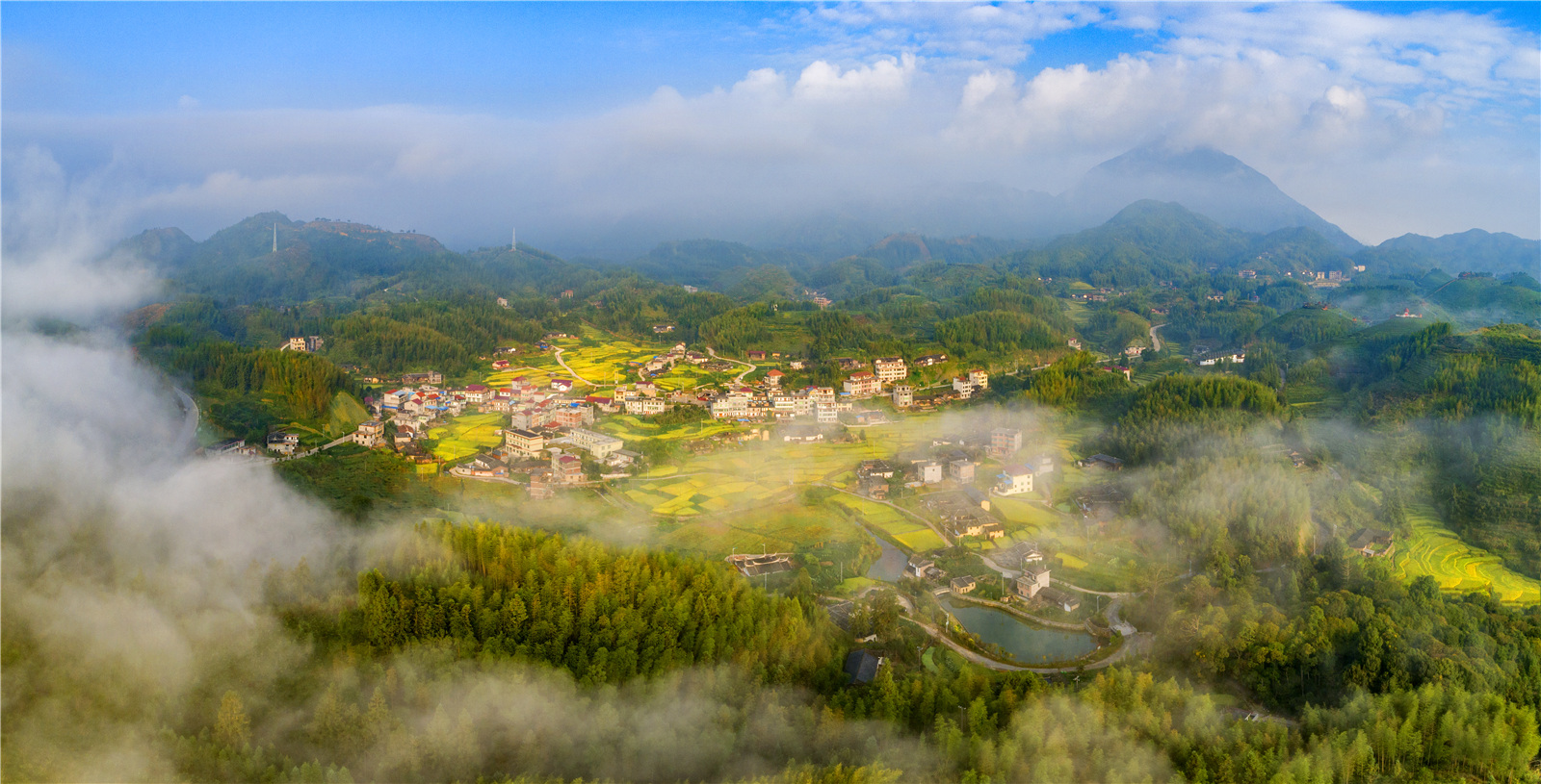每日一景 福建大田屏山乡:生态茶园风光好