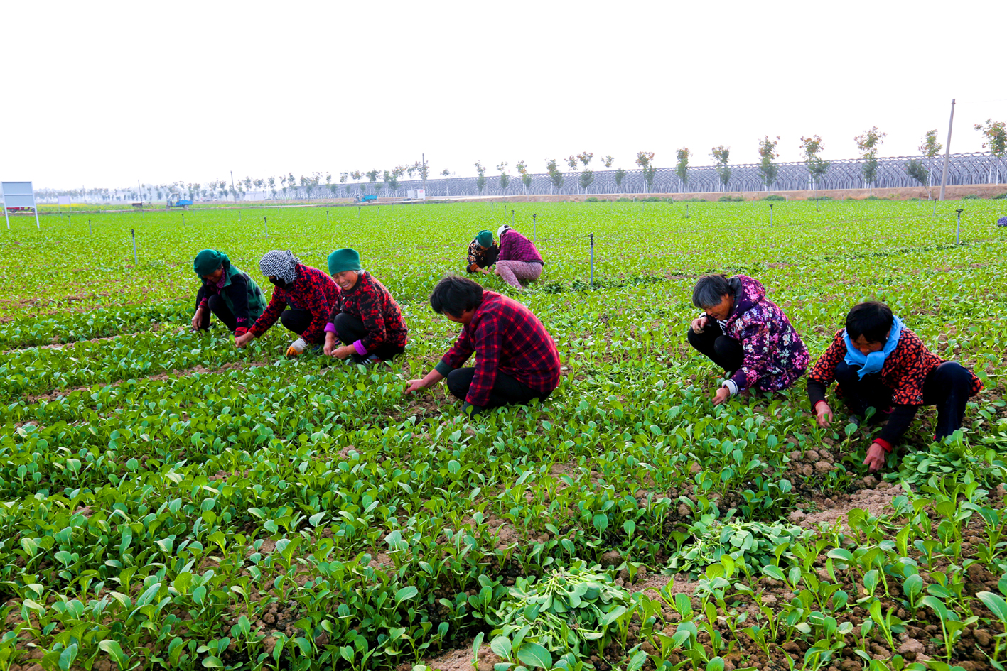 菜农在"杨家菜园"采摘蔬菜 蒋友胜 摄