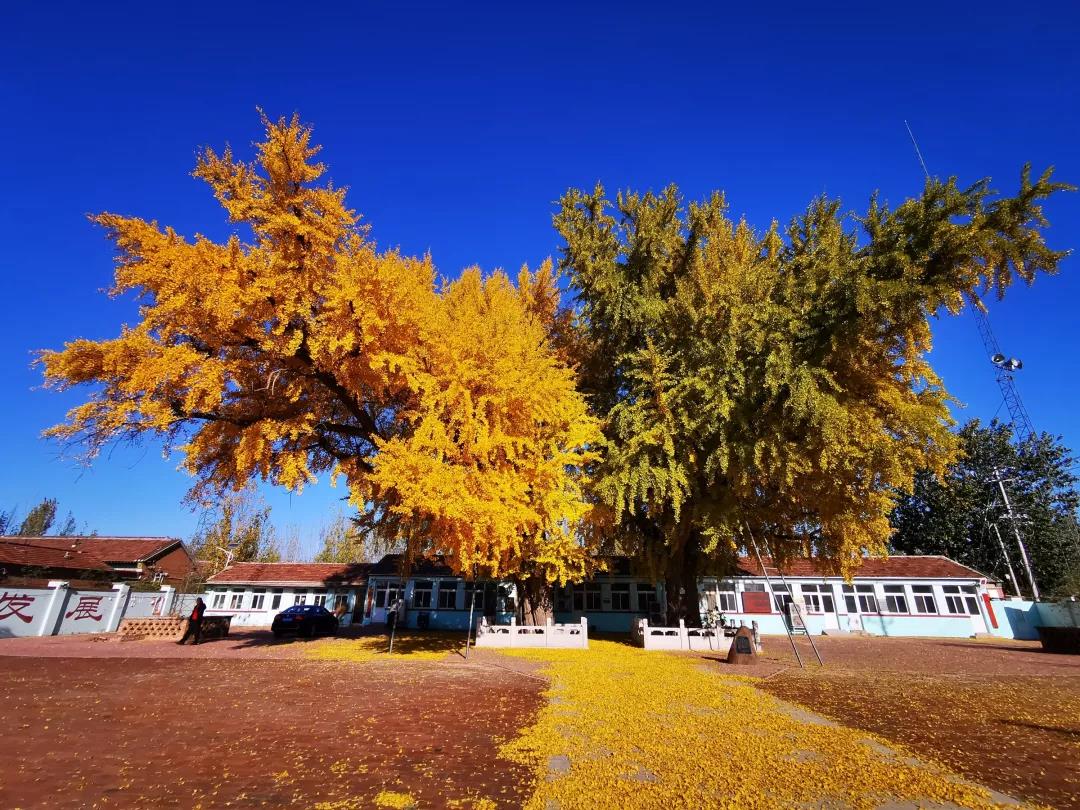 天津武清区:银杏王枝繁叶茂 惊艳醉人
