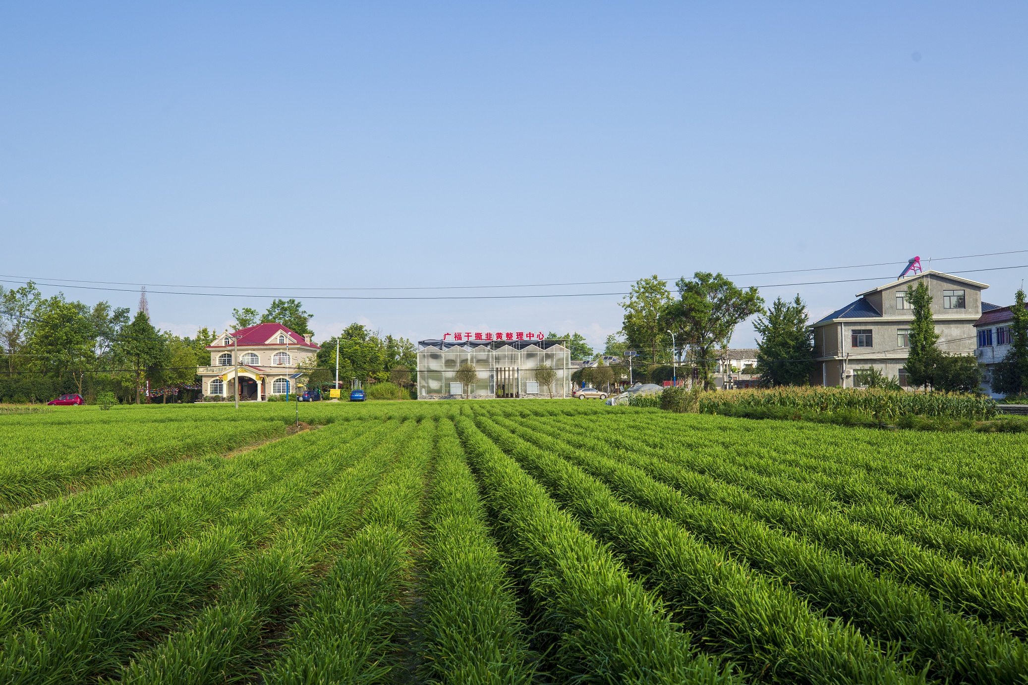 【关注】乡村振兴 | 做强乡村特色产业龙头引领 郫都执"农业之笔"描绘