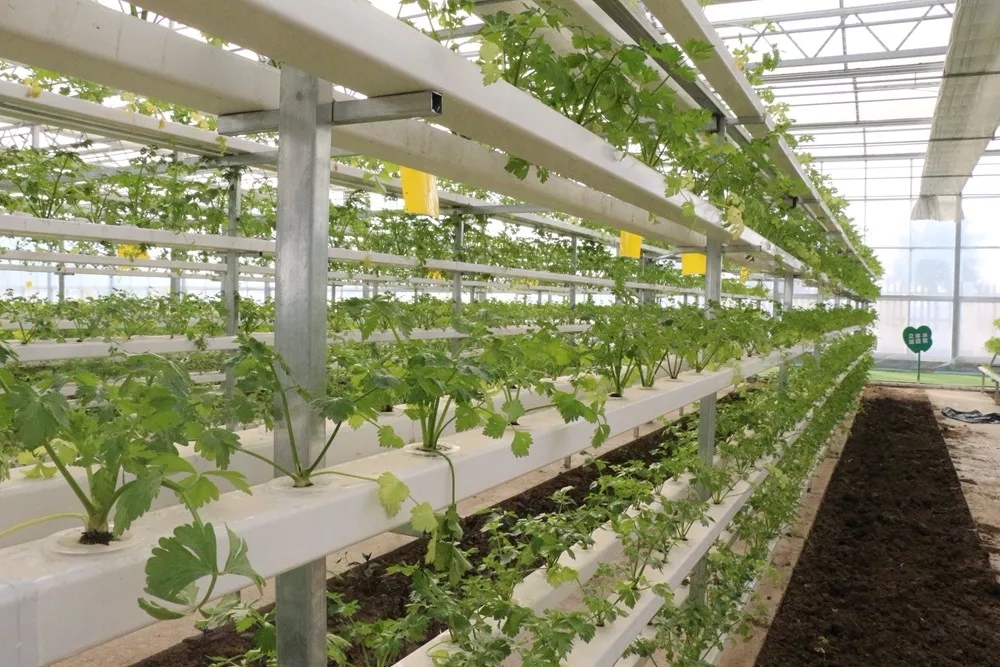 一阵融融暖意扑面而来,正对大门的蔬菜墙上悬挂着火红醒目的"中国梦"