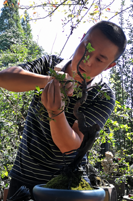 【工匠】张洪英:盆景技艺"老匠人" 盆景文化"传承人"