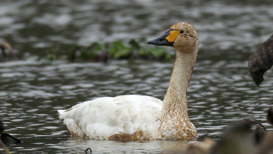 海口五源河首次发现国家二级保护动物小天鹅