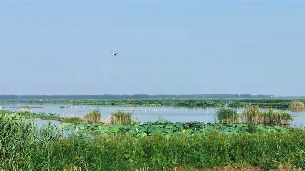 【长江大保护】湖北公安县麻豪口镇:水清岸绿风光好,河畅湖美悦人心