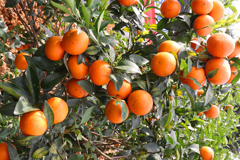 广州从化玫瑰柑等你来尝鲜