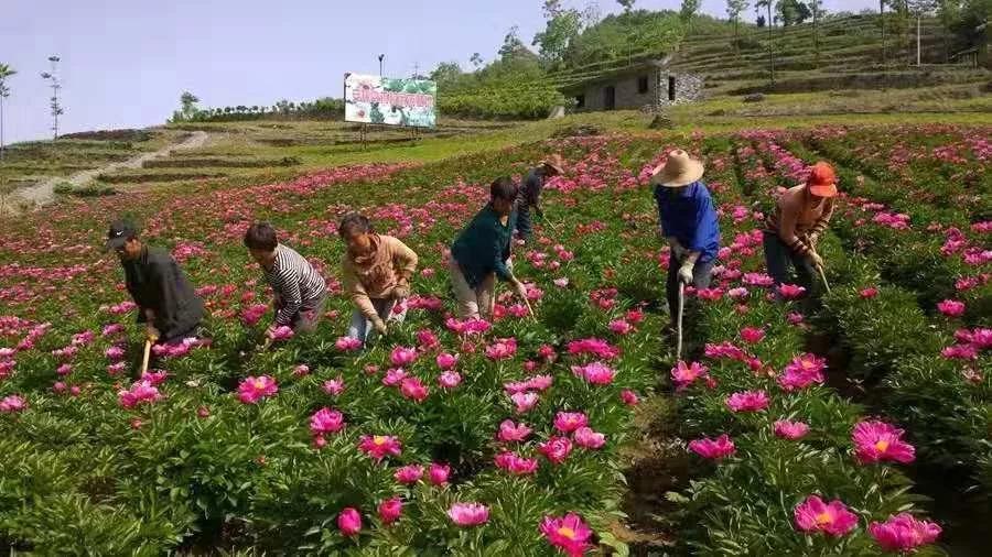 陕西白河县：特色农业鼓起农民钱袋子