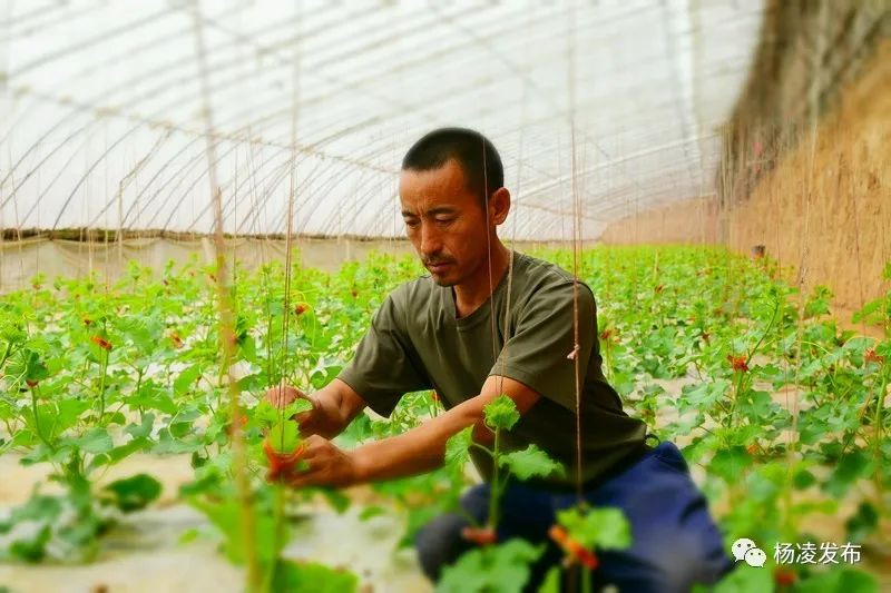 陕西杨凌：专家“出诊”科技下乡 全力保障春耕生产