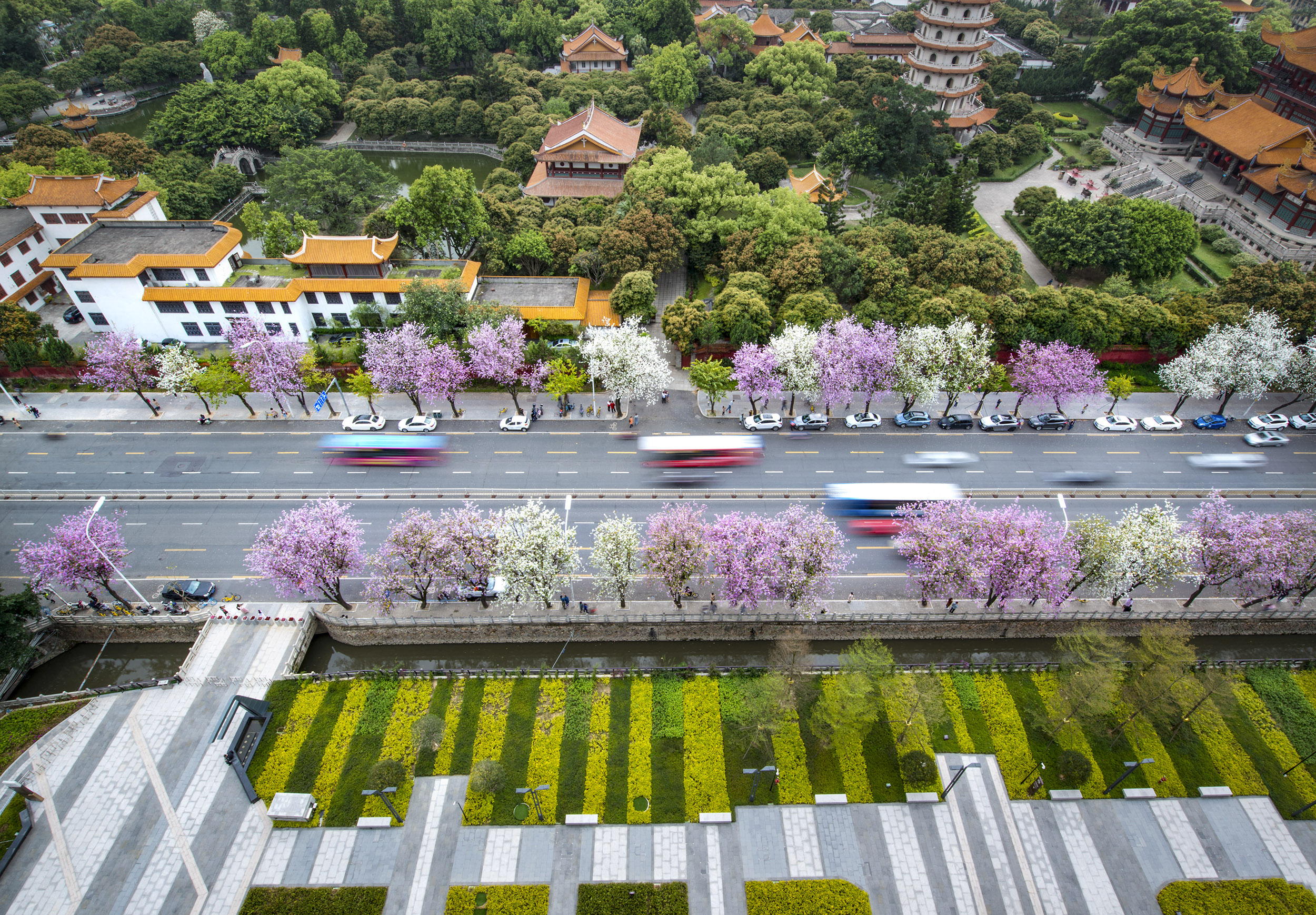 清新福建丨福州:工业路上的羊蹄甲