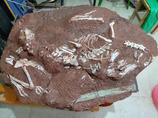 每日科普|江西恐龙化石的前世今生