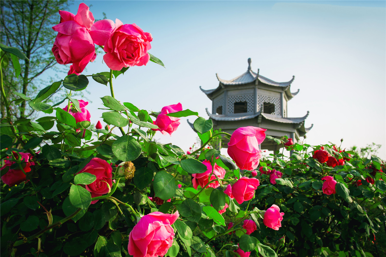 【乐游天府】四川绵阳:月季扮城市 娇艳迎"五一"