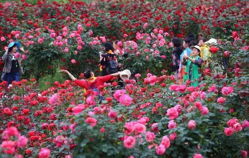 【乐游天府】春日赏花 花漾新津 惊艳了整个四月天