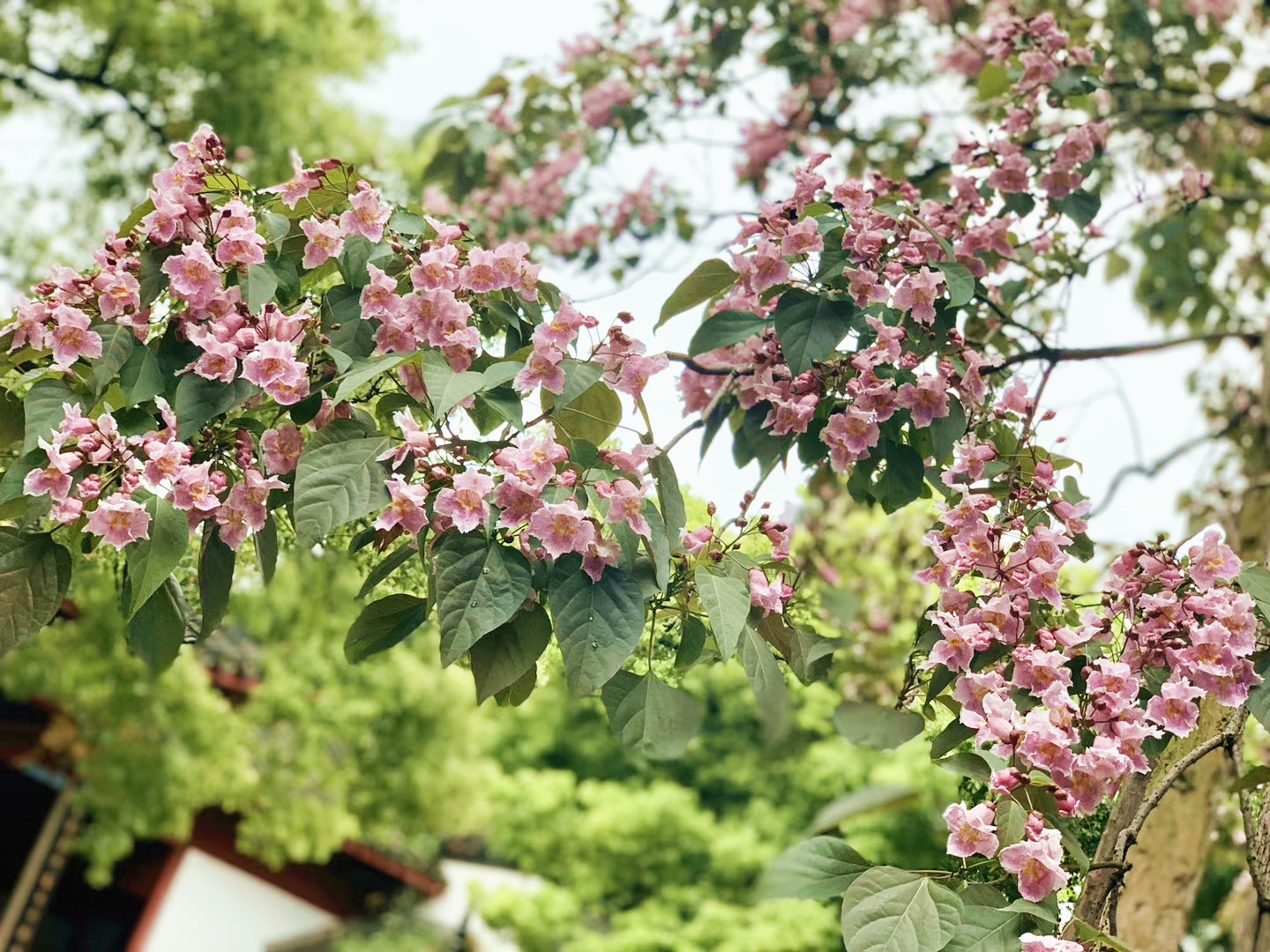 生态文明之都丨杭州500多岁的古楸树开花,你见过吗?