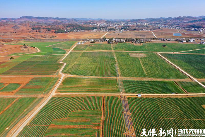 建好产业链“三易”解“三难”！看贵州农村产业革命在威宁的...