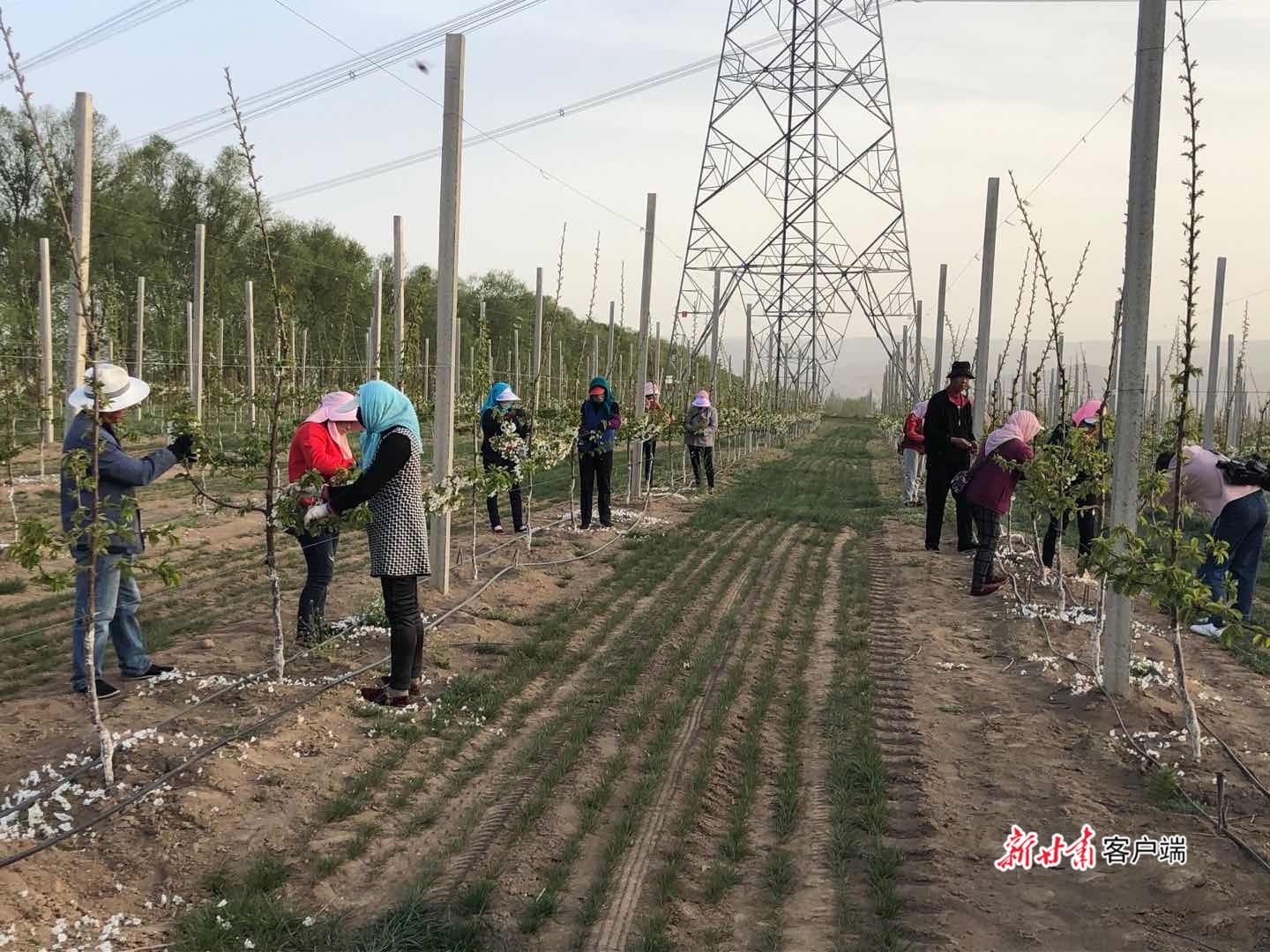 甘肃省已完成春播面积1326.2万亩