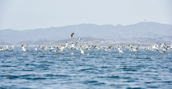 创新机制体制 助力生态致富 北京密云守好一库净水 蹚开致富新路