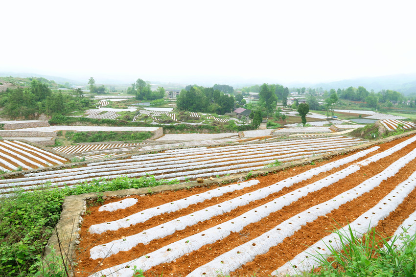 贵州福泉：万亩烤烟正移栽 技术创新保增产