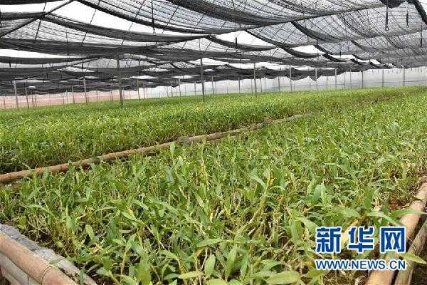 这个脱贫县的石头为何比土金贵？