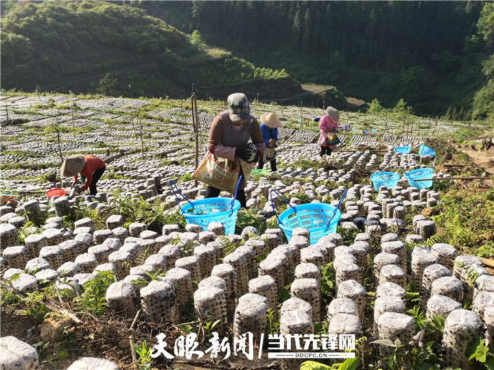 贵州省从江县：产业带动与组织化劳务输出齐头并进 就业脱贫创...