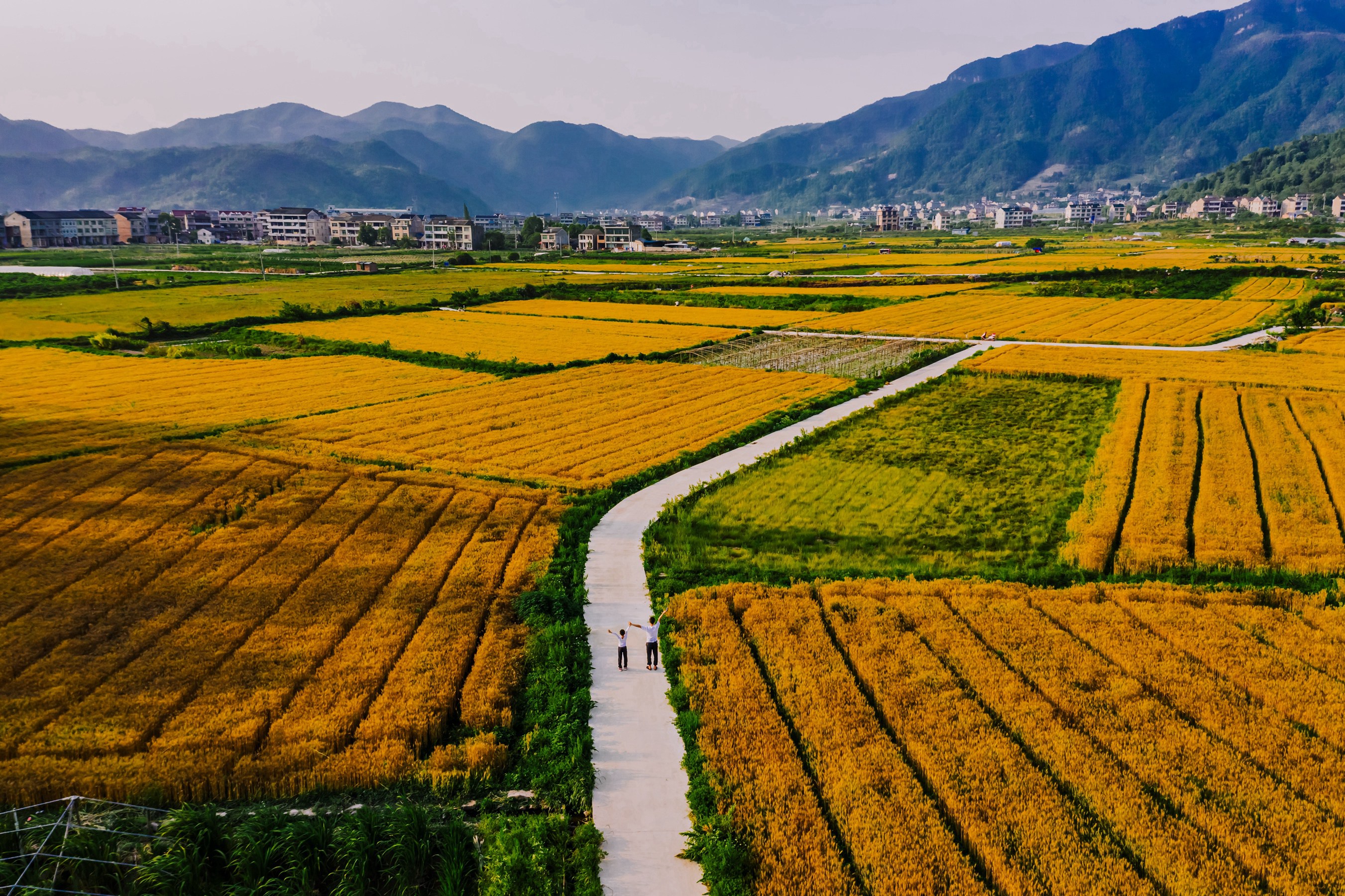 徐方华摄五月的天空下,头陀镇岙坑村的麦田闪耀着金色的光芒.徐方华摄