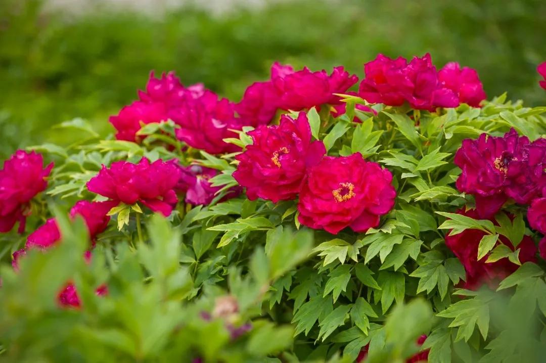 山东相册|日照市:情醉花仙子(一)