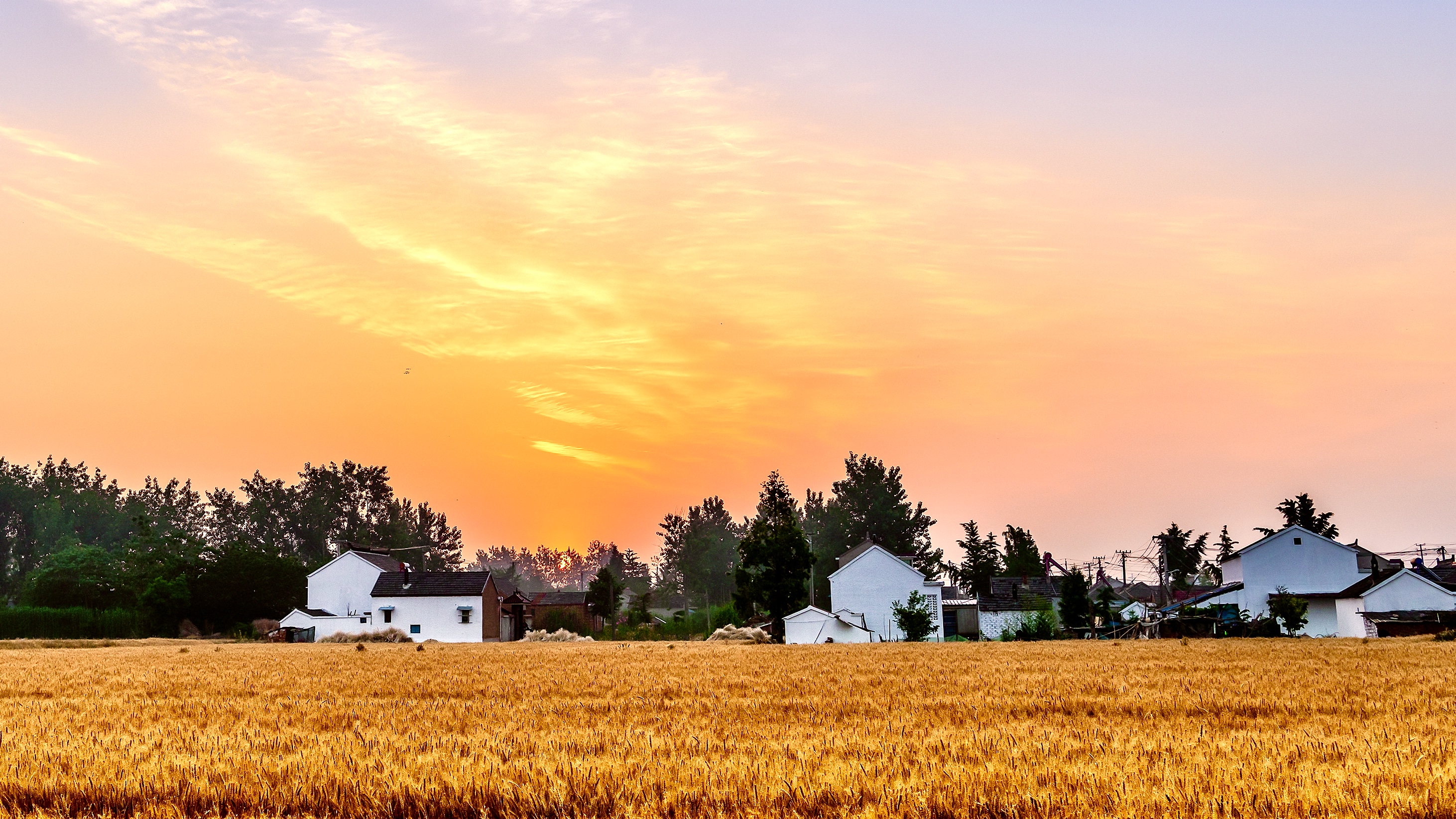 宝应射阳湖镇:11万亩小麦上演"丰收大片"