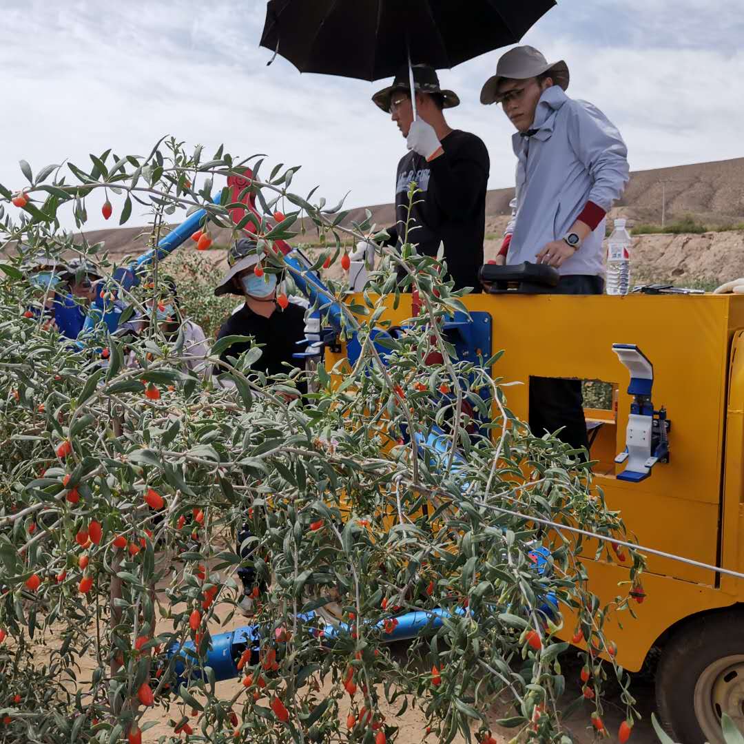 宁夏研发枸杞采摘器,效率为人工的3至5倍