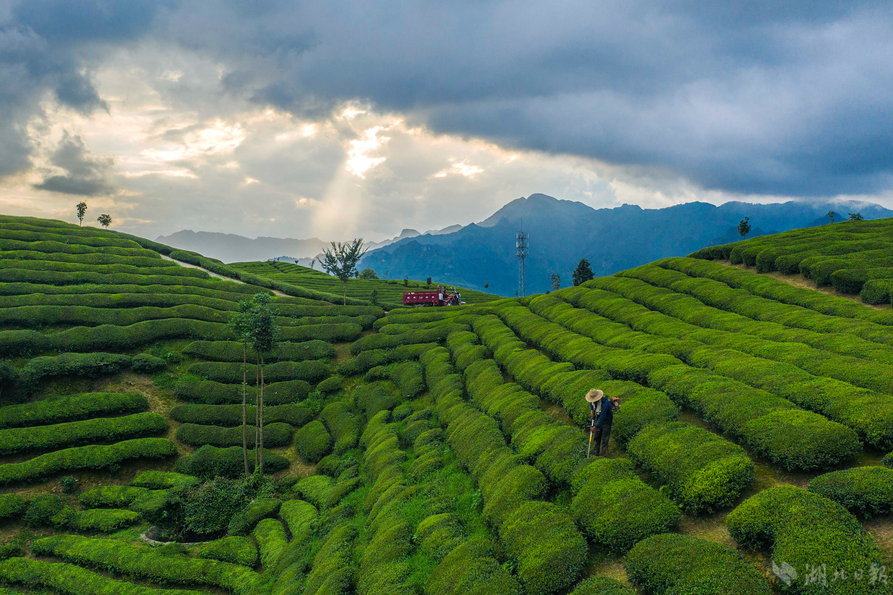学习强国灵秀湖北荆楚山川鹤峰县万亩生态茶园如画卷